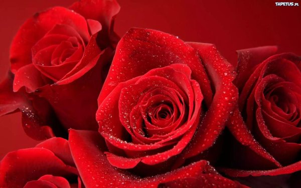 большие красные розы