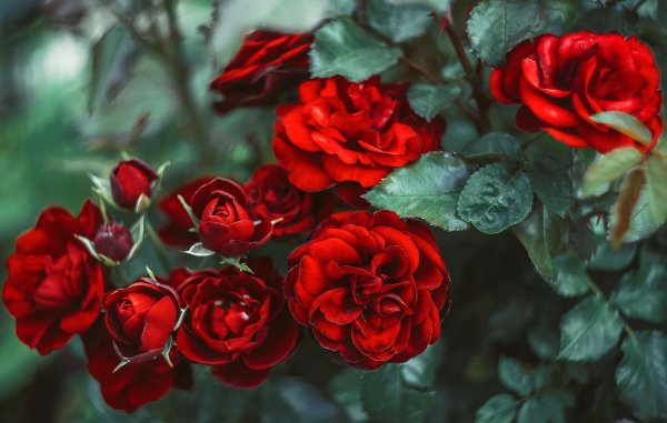 розы красного цвета