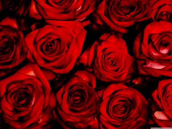 фон розы красные