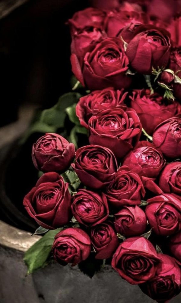 пионовидные розы бордо