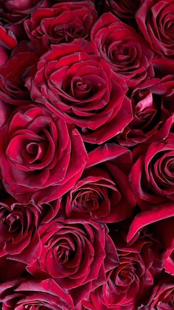 розы темно красные