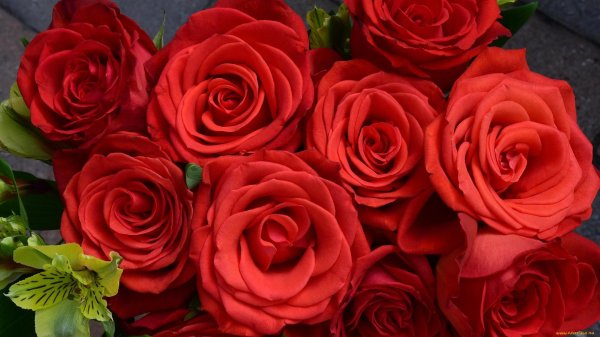 красные цветки