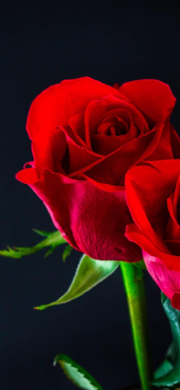 красивая роза