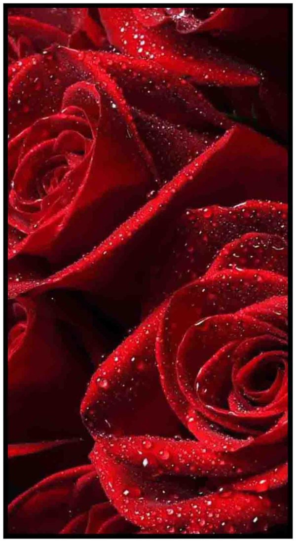 розы красного цвета