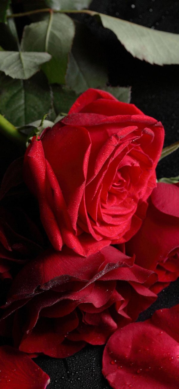 темные розы