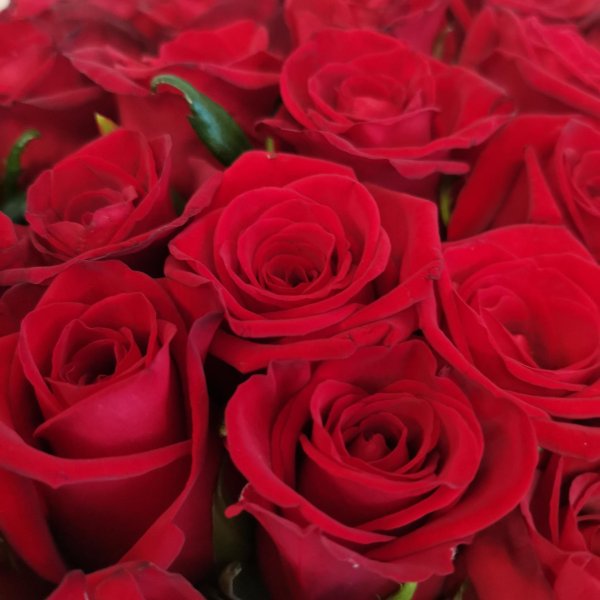 роза фридом