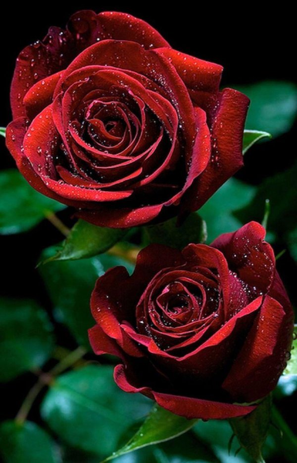 красивые розы красные