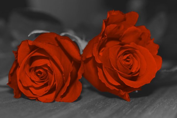 розы ред дарк