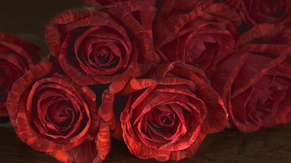 розы темно красные