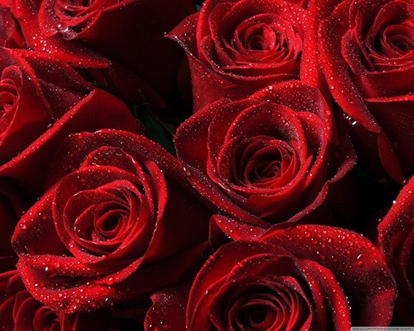 шикарные красные розы
