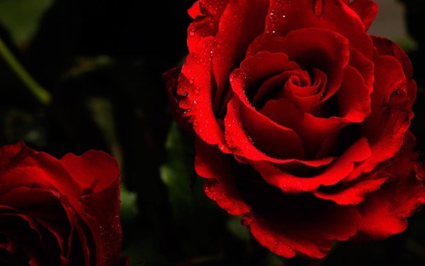 красивая роза