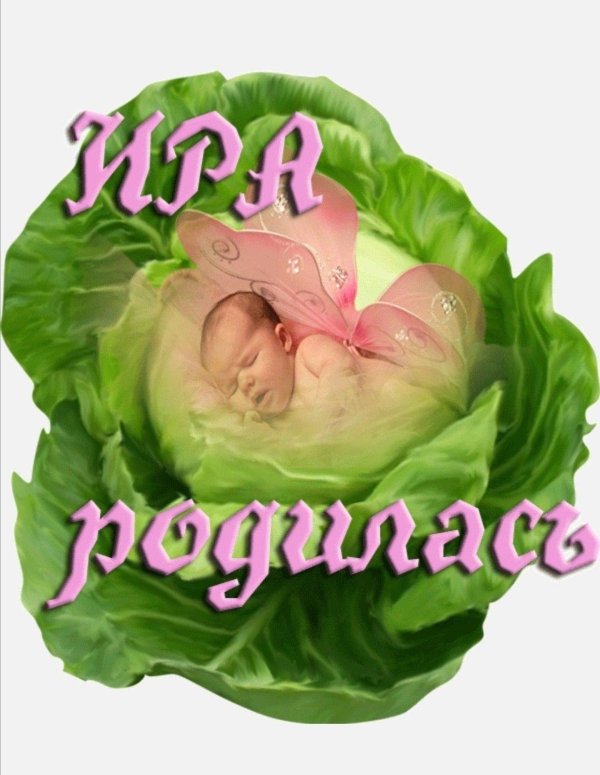 капуста овощ