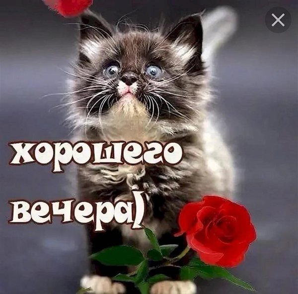 с добрым вечером красивые пожелания