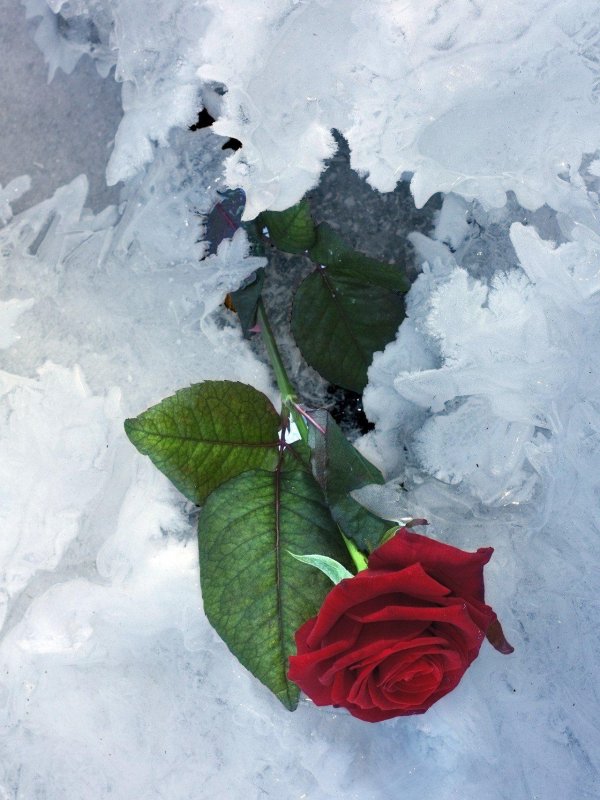 зимние розы