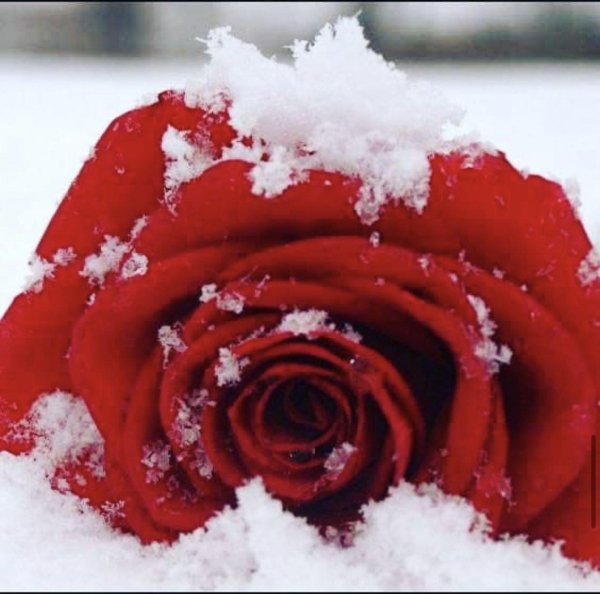 зимние розы