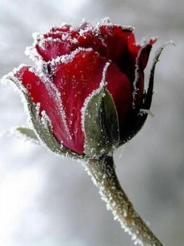 frozen rose