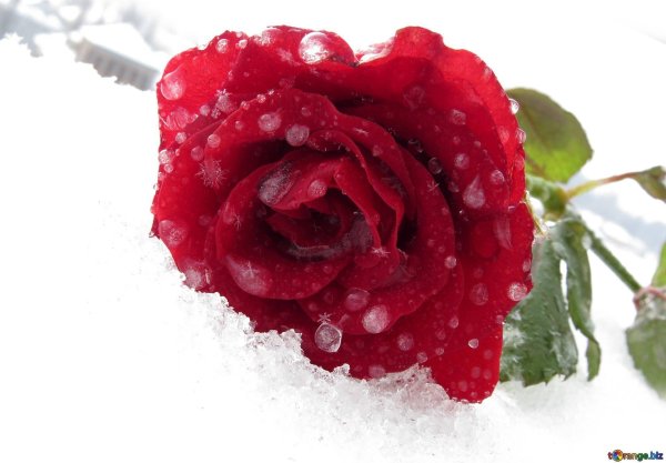 замерзшая роза