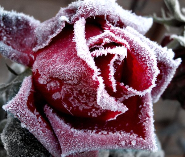 frozen rose