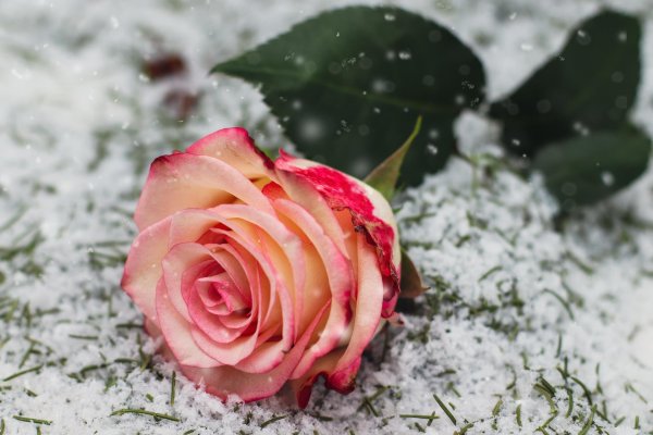 цветок в снегу