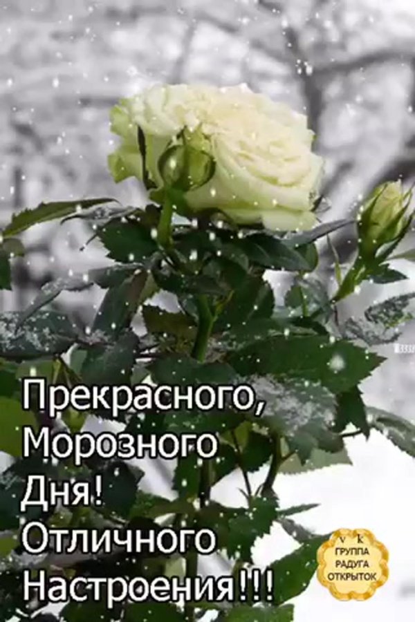 прекрасного морозного дня
