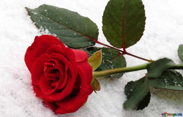 цветы зимние