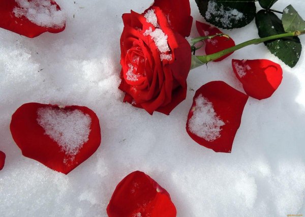 замерзшая роза