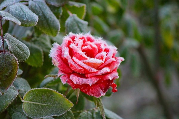 снег на розах