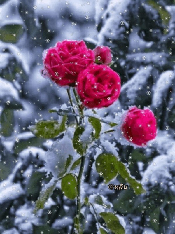 зимние цветы