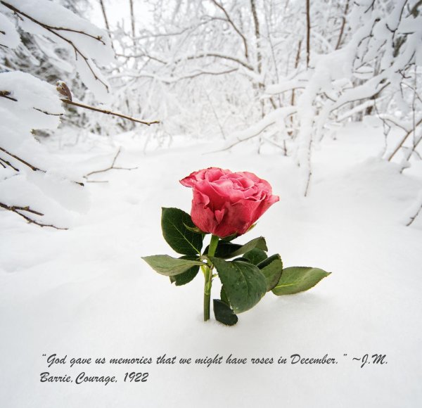 роза винтер лодж