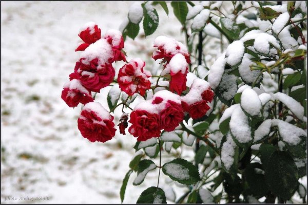 зимние цветы