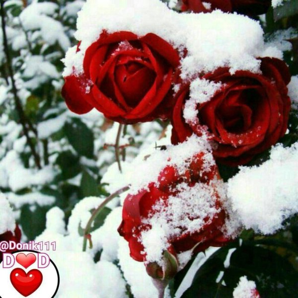 зимние цветы