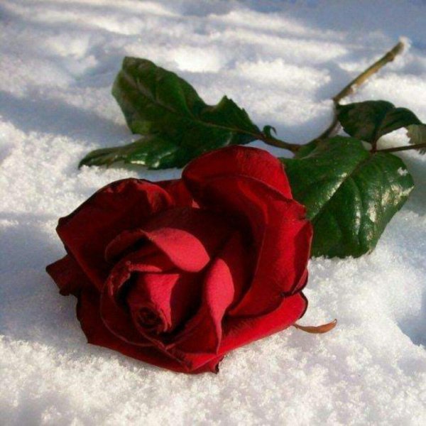 цветок в снегу