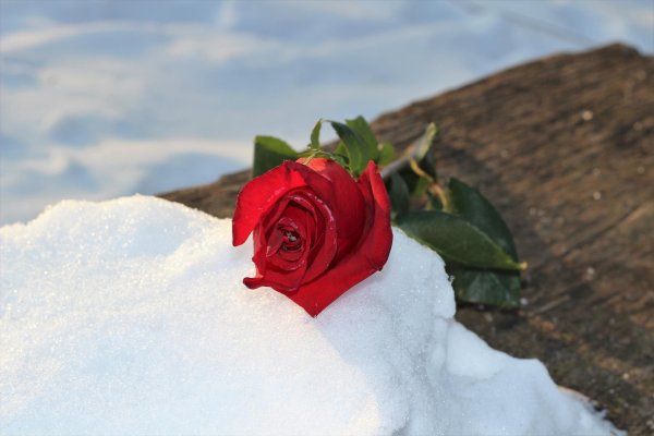 цветок в снегу