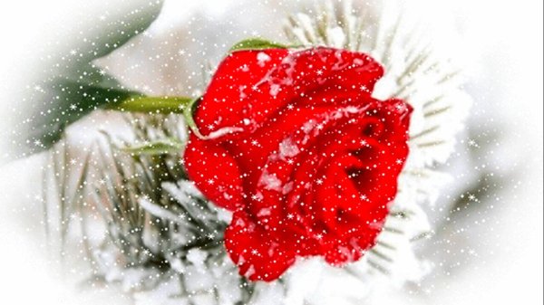 цветы зимние