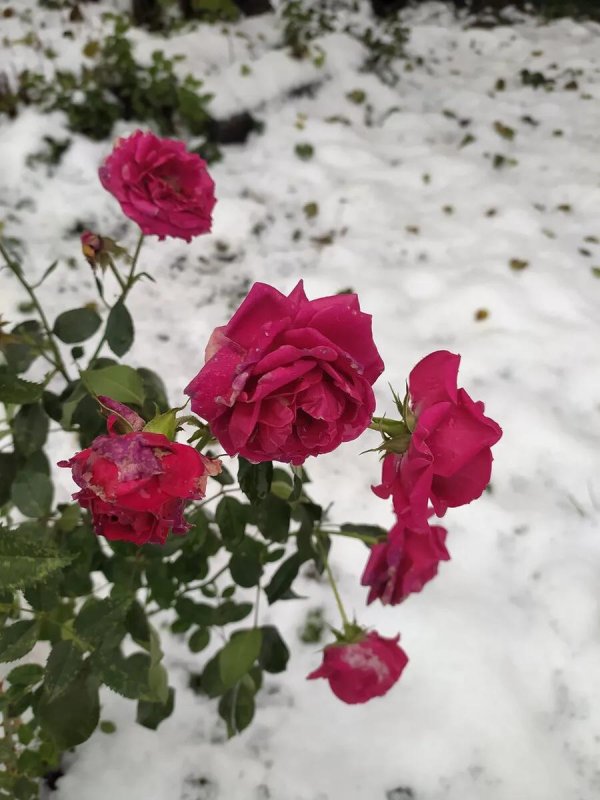 зимние розы