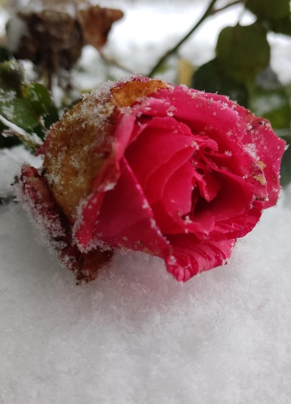 зимняя роза