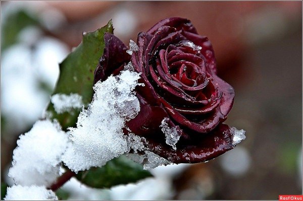 зимние цветы