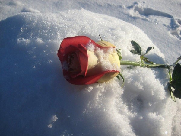 цветы зимой