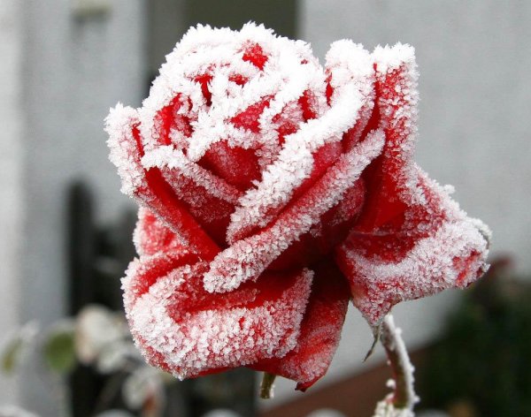 зимние цветы