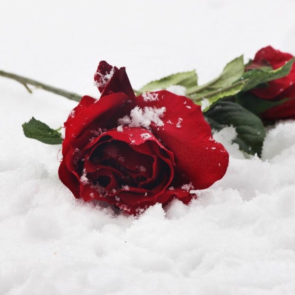 цветок в снегу