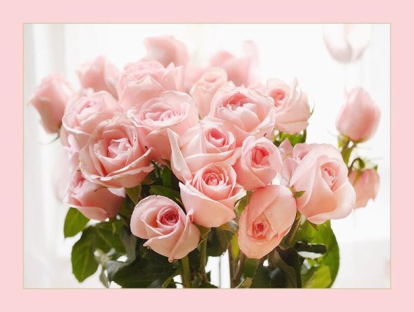 нежно розовая роза