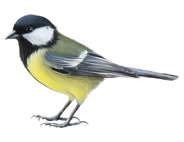 синичка на белом фоне