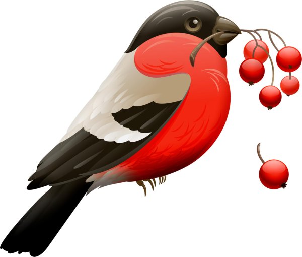 снегири на прозрачном фоне