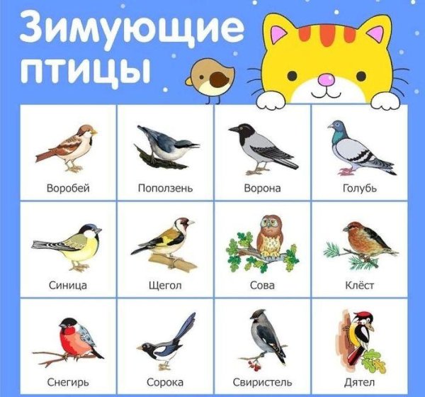 карточки перелетные и зимующие птицы россии