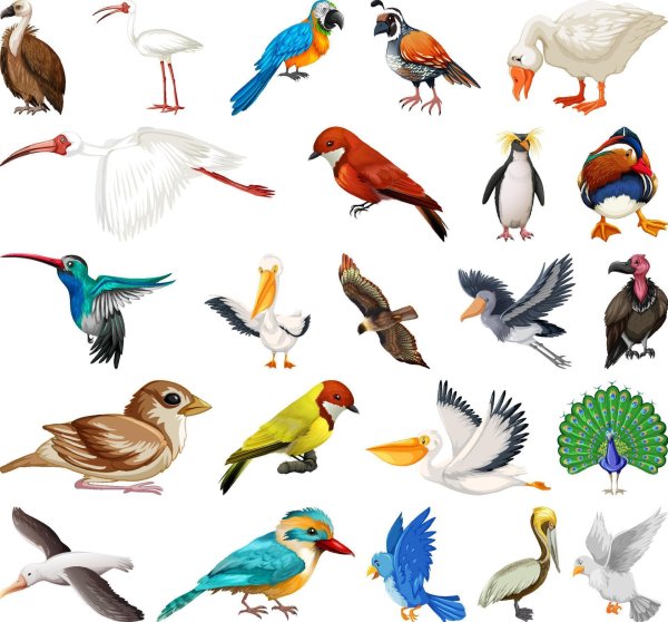 bird collection