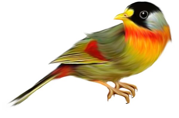 птица клипарт