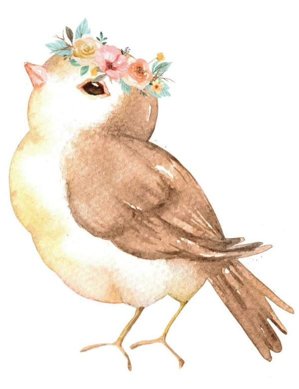 птичка акварель