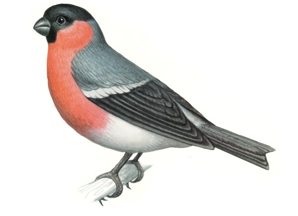 снегири на прозрачном фоне