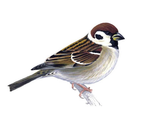 рисунок воробей