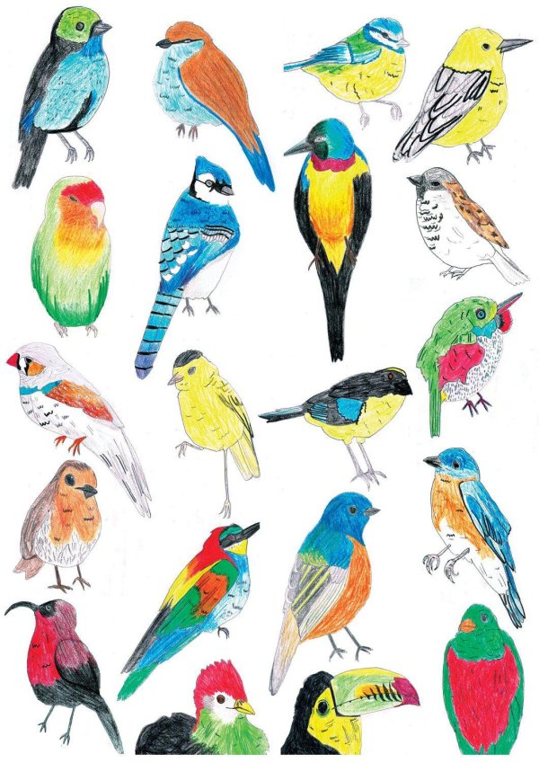 рисунок птиц